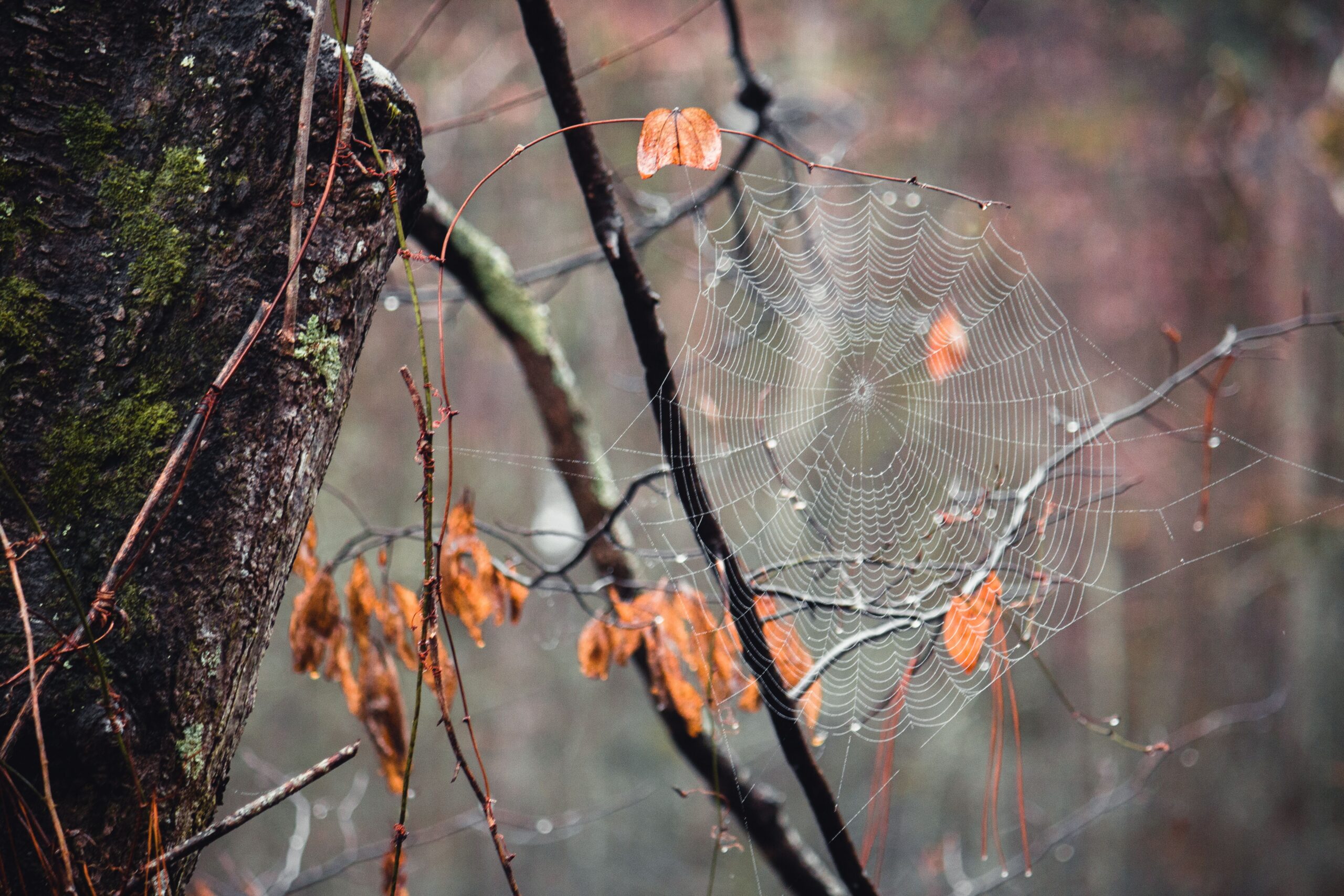 A delicate dew-covered spiderweb hanging among tree branches and rust-colored autumn leaves.
